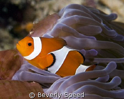 False Clown Anemonefish by Beverly Speed 